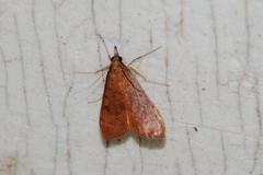 Uresiphita reversalis