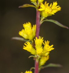 Solidago puberula
