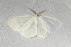 Lomographa vestaliata
