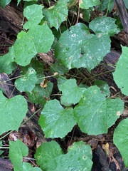 Ampelomyia vitispomum