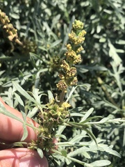 Ambrosia chamissonis