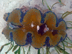 Tridacna gigas