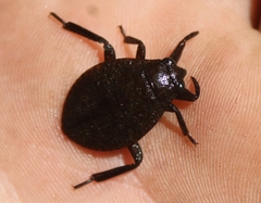 Abedus indentatus