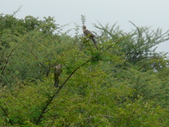 Accipiter badius