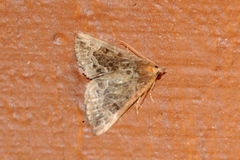 Hypena