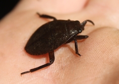 Abedus indentatus