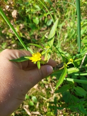 Bidens cernua