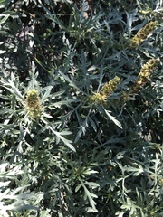 Ambrosia chamissonis