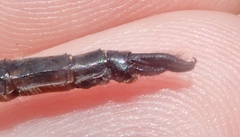 Somatochlora williamsoni