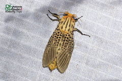 Bergaris lutescens