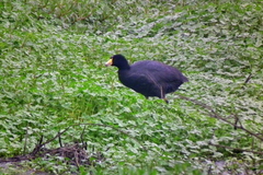 Fulica americana columbiana