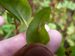 Caloptilia hypericella