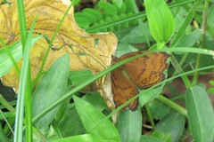 Junonia hedonia