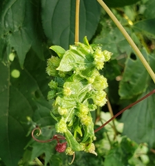 Daktulosphaira vitifoliae