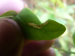 Caloptilia hypericella