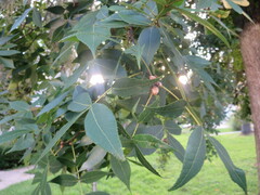 Carya glabra