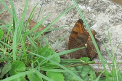 Junonia hedonia