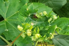 Daktulosphaira vitifoliae