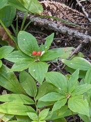 Cornus unalaschkensis