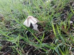 Chlorophyllum molybdites