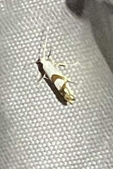 Argyresthia oreasella
