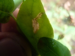 Caloptilia hypericella