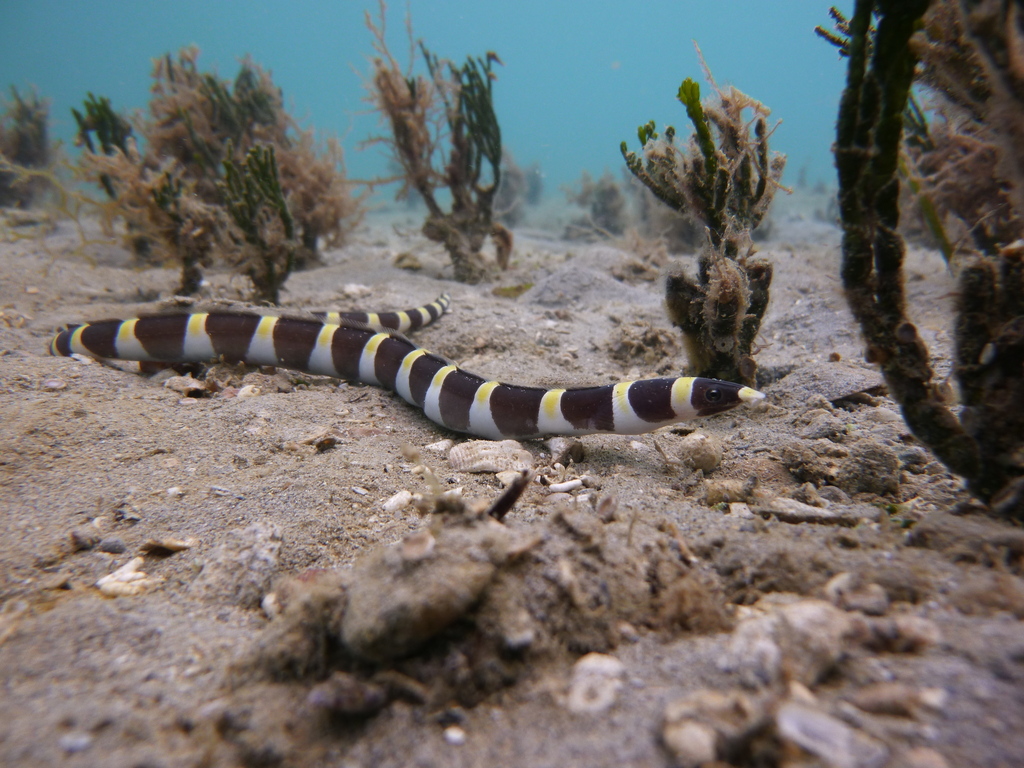 Zadelslangaal (Leiuranus semicinctus) — Ophichthidae