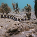 Banded Snake Eel - Photo (c) Claire Goiran, some rights reserved (CC BY-NC), uploaded by Claire Goiran