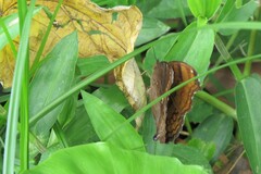 Junonia hedonia