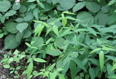 Desmodium paniculatum