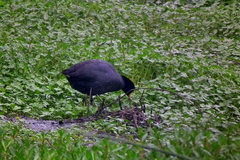 Fulica americana columbiana