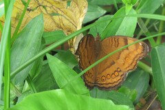 Junonia hedonia