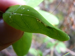 Caloptilia hypericella