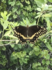 Papilio palamedes