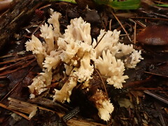 Clavulina coralloides