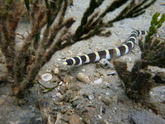Leiuranus semicinctus