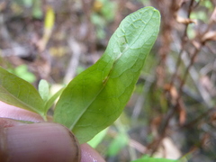 Caloptilia hypericella
