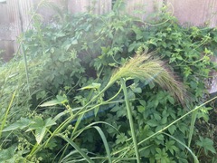 Echinochloa crus-galli