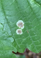 Cameraria hamameliella