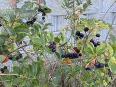 Aronia melanocarpa