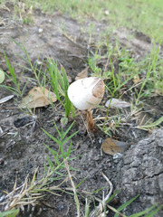Chlorophyllum molybdites