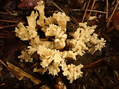 Clavulina coralloides
