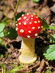Amanita parcivolvata