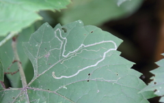 Phyllocnistis vitifoliella