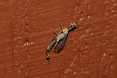 Mantispidae