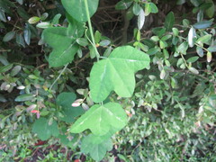 Passiflora lutea