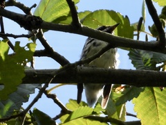 Setophaga nigrescens