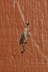 Mantispidae