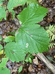 Cameraria hamameliella