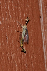 Mantispidae